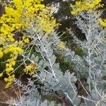 Acacia podalyriifolia Hoja