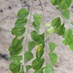 Pterocarpus angolensis Folha