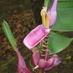 Musa velutina Other