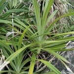 Pandanus urophyllus Yaprak