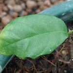 Ficus montana Leaf