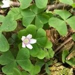 Oxalis montana List