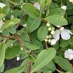 Exochorda racemosa Hoja
