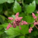 Astilbe japonica Fiore