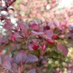 Berberis thunbergiiFruit