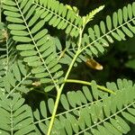 Sesbania herbacea Leaf