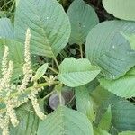 Amaranthus viridis 葉