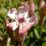 Silene vallesia Flors