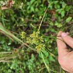 Cyperus surinamensis Flower