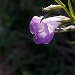 Agalinis communis 花