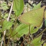 Epimedium alpinum Fuelha