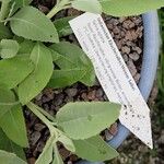 Salvia apiana Other