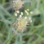 Plantago indica Flower