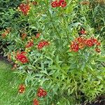 Helenium autumnale Habitus