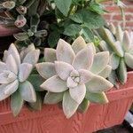 Graptopetalum paraguayenseপাতা