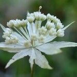 Astrantia minor Квітка