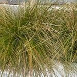 Carex testacea Lapas