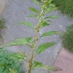 Chenopodium polyspermum Fiore
