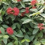 Ixora chinensis Blüte