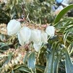 Pieris japonicaBlodyn