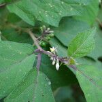 Solanum americanum Blomst