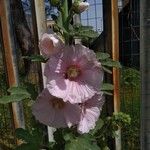 Alcea rosea花