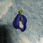 Clitoria ternatea Kwiat