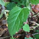 Chrysogonum virginianum Leaf