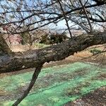 Prunus mume Bark