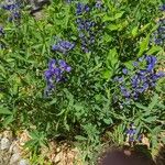 Baptisia australisŽiedas