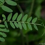 Vicia sylvatica Feuille