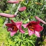 Lilium regale പുഷ്പം