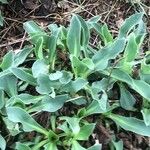 Limonium vulgare Blad