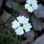 Heliosperma pusillum Кветка