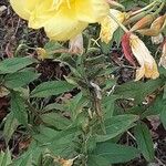 Oenothera glaziovianaList