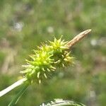 Carex flava Bloem