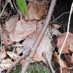 Daphne laureola Bark