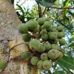 Ficus sycomorus Frucht