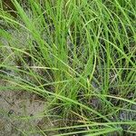 Carex distans Leaf