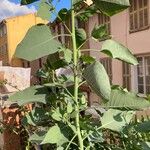 Nicotiana glaucaपत्ता