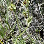 Ophrys virescens Libunga