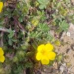 Potentilla vernaÇiçek