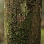 Eschweilera congestiflora Corteza
