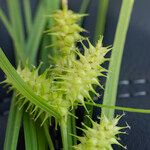 Carex retrorsa ᱵᱟᱦᱟ