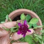 Scabiosa atropurpurea花