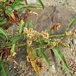 Rumex salicifolius Blad