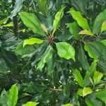 Syzygium aromaticum Folha