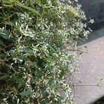 Chamaesyce hypericifolia Цвят