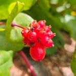 Lonicera periclymenum Fruit