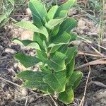 Asclepias latifolia ᱥᱟᱠᱟᱢ